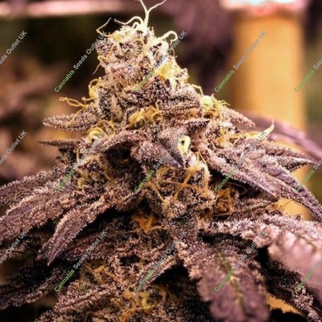 Rare Darkness Regular Marijuana Strain by Rare Dankness For Sale Online at Cannabis Seeds Outlet