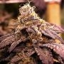 Rare Darkness Regular Marijuana Strain by Rare Dankness For Sale Online at Cannabis Seeds Outlet
