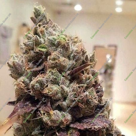 Lee Roy Regular Marijuana Strain by Rare Dankness For Sale Online at Cannabis Seeds Outlet