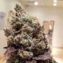 Lee Roy Regular Marijuana Strain by Rare Dankness For Sale Online at Cannabis Seeds Outlet