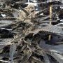 Star Killer OG Regular Marijuana Strain by Rare Dankness For Sale Online at Cannabis Seeds Outlet