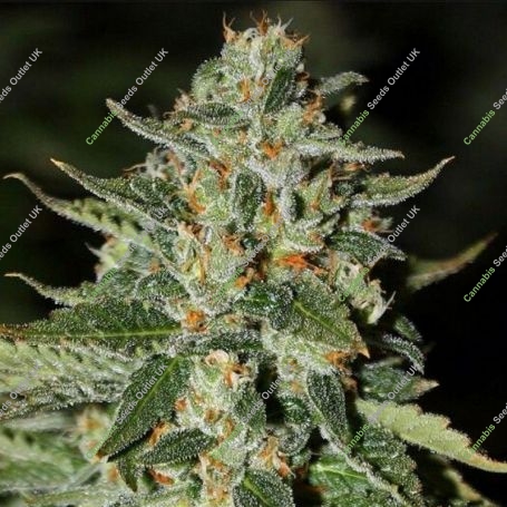 Midas Regular Marijuana Strain by Rare Dankness For Sale Online at Cannabis Seeds Outlet