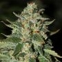 Midas Regular Marijuana Strain by Rare Dankness For Sale Online at Cannabis Seeds Outlet