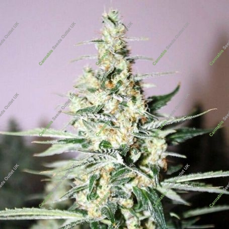 Tangerine Trainwreck Haze Regular Marijuana Strain by Rare Dankness For Sale Online at Cannabis Seeds Outlet