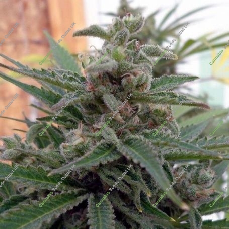 Flo OG Regular Marijuana Strain by Rare Dankness For Sale Online at Cannabis Seeds Outlet