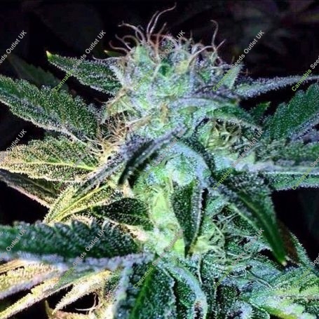Ghost of Lee Roy Regular Marijuana Strain by Rare Dankness For Sale Online at Cannabis Seeds Outlet