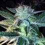 Ghost of Lee Roy Regular Marijuana Strain by Rare Dankness For Sale Online at Cannabis Seeds Outlet