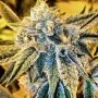 Cornbread Regular Marijuana Strain by Rare Dankness For Sale Online at Cannabis Seeds Outlet