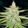 Rare Dankness Cornbread Smoke Buds Weed Ganja Skunk Dope Pot Images Pics Nuggets