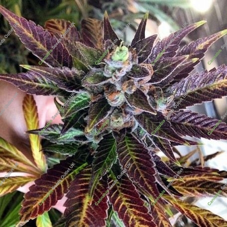 Dank Commander Regular Marijuana Strain by Rare Dankness For Sale Online at Cannabis Seeds Outlet