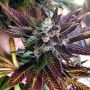 Dank Commander Regular Marijuana Strain by Rare Dankness For Sale Online at Cannabis Seeds Outlet