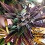 Rare Dankness Dank Commander Smoke Buds Weed Ganja Skunk Dope Pot Images Pics Nuggets