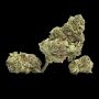 Dank Commander Regular by Rare Dankness THC Content Potency Strength CBD Height Yield Flowering Time Indica Sativa Genetics