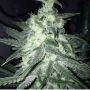 Moonshines Ghost Train Feminized Marijuana Strain by Rare Dankness For Sale Online at Cannabis Seeds Outlet