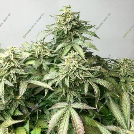 OX Piss Regular Marijuana Strain by Rare Dankness For Sale Online at Cannabis Seeds Outlet