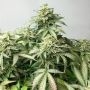 OX Piss Regular Marijuana Strain by Rare Dankness For Sale Online at Cannabis Seeds Outlet