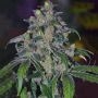 Rare Dankness OX Piss Smoke Buds Weed Ganja Skunk Dope Pot Images Pics Nuggets
