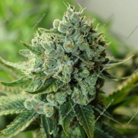 Buford OG Regular Marijuana Strain by Rare Dankness For Sale Online at Cannabis Seeds Outlet