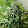 Buford OG Regular Marijuana Strain by Rare Dankness For Sale Online at Cannabis Seeds Outlet