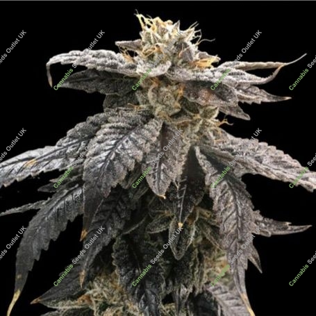 Star Ox Regular Marijuana Strain by Rare Dankness For Sale Online at Cannabis Seeds Outlet