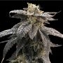 Star Ox Regular Marijuana Strain by Rare Dankness For Sale Online at Cannabis Seeds Outlet