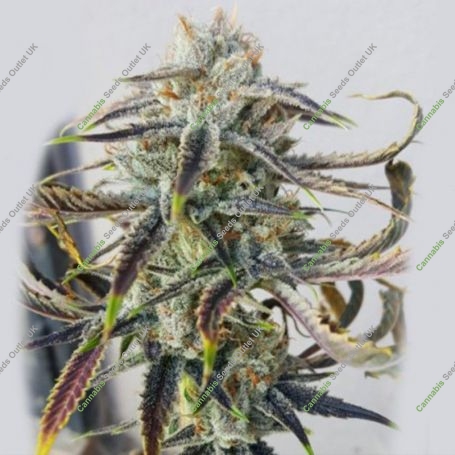 Jenny Kush Regular Marijuana Strain by Rare Dankness For Sale Online at Cannabis Seeds Outlet