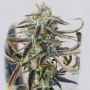 Jenny Kush Regular Marijuana Strain by Rare Dankness For Sale Online at Cannabis Seeds Outlet