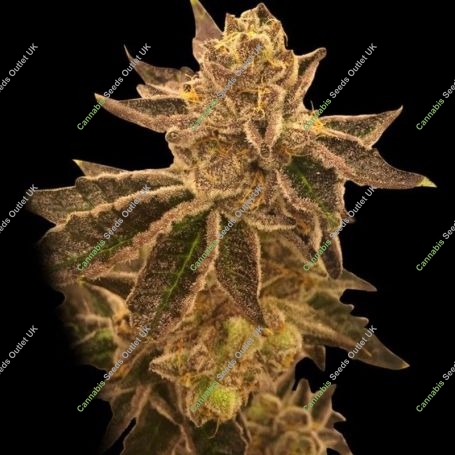 Cookie OX Regular Marijuana Strain by Rare Dankness For Sale Online at Cannabis Seeds Outlet