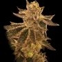 Cookie OX Regular Marijuana Strain by Rare Dankness For Sale Online at Cannabis Seeds Outlet