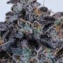 Cookie OX Regular by Rare Dankness THC Content Potency Strength CBD Height Yield Flowering Time Indica Sativa Genetics