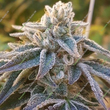 Pamelina Regular Marijuana Strain by Rare Dankness For Sale Online at Cannabis Seeds Outlet
