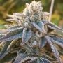 Pamelina Regular Marijuana Strain by Rare Dankness For Sale Online at Cannabis Seeds Outlet