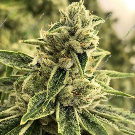 Drama Feminized Marijuana Strain by Rare Dankness For Sale Online at Cannabis Seeds Outlet