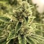 Drama Feminized Marijuana Strain by Rare Dankness For Sale Online at Cannabis Seeds Outlet