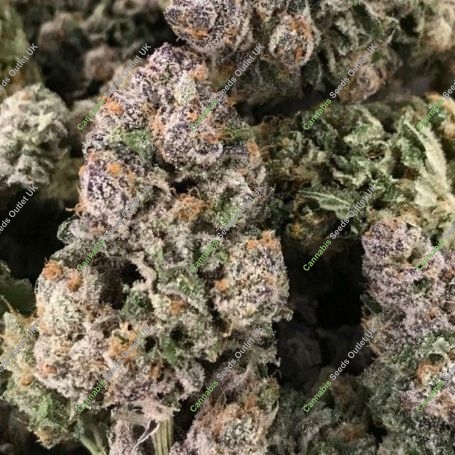 Dark Ghost Train Feminized Marijuana Strain by Rare Dankness For Sale Online at Cannabis Seeds Outlet