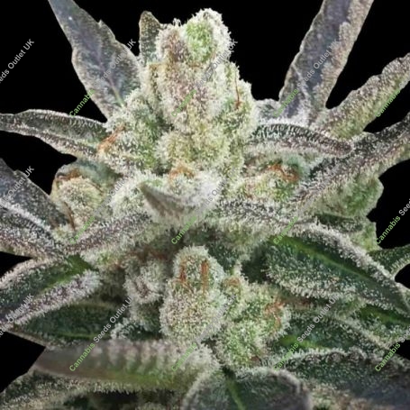 Rare Hindu Feminized Marijuana Strain by Rare Dankness For Sale Online at Cannabis Seeds Outlet