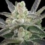 Rare Hindu Feminized Marijuana Strain by Rare Dankness For Sale Online at Cannabis Seeds Outlet