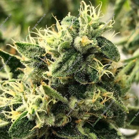 Scavengers Daughter Regular Marijuana Strain by Rare Dankness For Sale Online at Cannabis Seeds Outlet