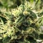 Scavengers Daughter Regular Marijuana Strain by Rare Dankness For Sale Online at Cannabis Seeds Outlet