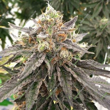 Mouse Trap Regular Marijuana Strain by Rare Dankness For Sale Online at Cannabis Seeds Outlet
