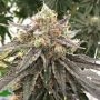 Mouse Trap Regular Marijuana Strain by Rare Dankness For Sale Online at Cannabis Seeds Outlet