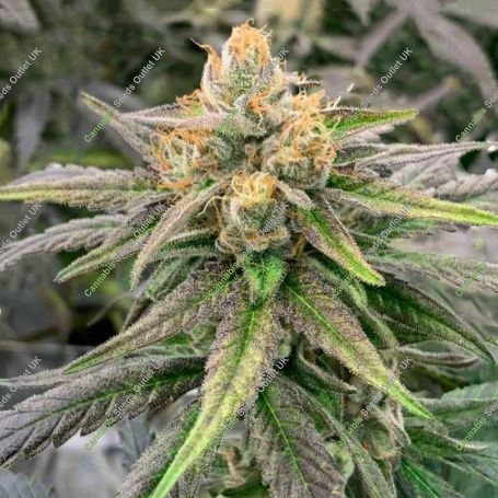 Somali Ghost Train Regular Marijuana Strain by Rare Dankness For Sale Online at Cannabis Seeds Outlet