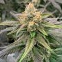 Somali Ghost Train Regular Marijuana Strain by Rare Dankness For Sale Online at Cannabis Seeds Outlet