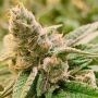 Tangerine Somali Regular Marijuana Strain by Rare Dankness For Sale Online at Cannabis Seeds Outlet
