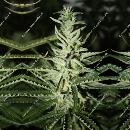 Somali Taxi Ride Regular Marijuana Strain by Rare Dankness For Sale Online at Cannabis Seeds Outlet