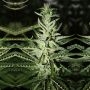Somali Taxi Ride Regular Marijuana Strain by Rare Dankness For Sale Online at Cannabis Seeds Outlet