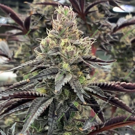 Luv Muffin Feminized Marijuana Strain by Rare Dankness For Sale Online at Cannabis Seeds Outlet