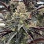 Luv Muffin Feminized Marijuana Strain by Rare Dankness For Sale Online at Cannabis Seeds Outlet
