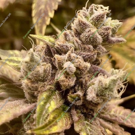 Runtz Ghost Train Feminized Marijuana Strain by Rare Dankness For Sale Online at Cannabis Seeds Outlet
