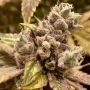 Runtz Ghost Train Feminized Marijuana Strain by Rare Dankness For Sale Online at Cannabis Seeds Outlet